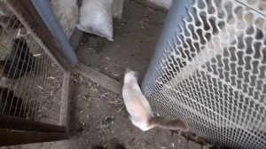СИЛЬНЫЙ ТУМАН ? ВОТ ТАКИЕ КЛУБНИ ГЕОРГИНОВ ИЗ СЕМЯН?WE LIVE IN THE KUBAN ??