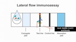 antigen test for covid 19 : How it is done : Advantages and disadvantages (English)