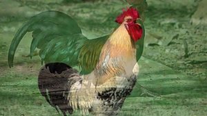 Петух  Звук петуха  Кукареканье 10 часов