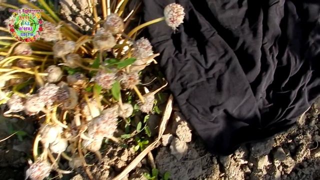 Как самому вырастить качественные здоровые семена чеснока? смотреть онлайн