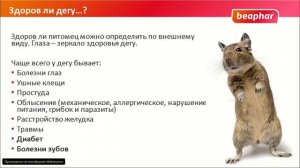 Дегу Особенности содержания и советы ветеринара