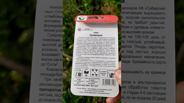 Обзор томата суперклуша.  15 июля 2019