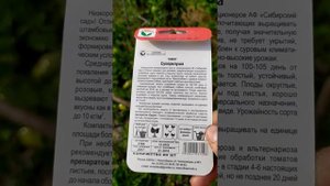 Обзор томата суперклуша. 15 июля 2019