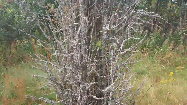 Высыхание можжевельника. Гибель или хитрость? смотреть онлайн