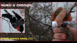 Ловля певчих птиц. Снегири и чижи. Catching songbirds. Bullfinches and siskins.