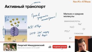 2.30. Активный транспорт через мембраны | Цитология к ЕГЭ | Георгий Мишуровский