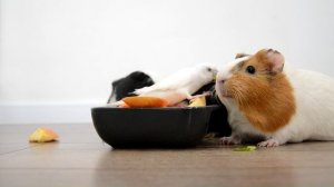 Опять этот бесстыжий попугай все испортил!