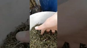 Делаю гранулы из чистой травы