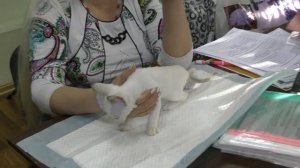 Котята питомника девон-рексов PCA ЛАВАНДОВОЕ КРУЖЕВО