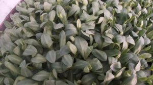 Посадка эустомы. Обзор сортов.