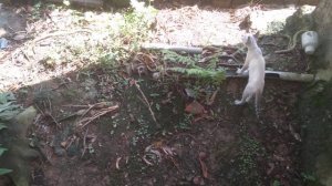 cat mom and cute kitten videos (p18)