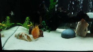 Цихлиды и кварцевый песок