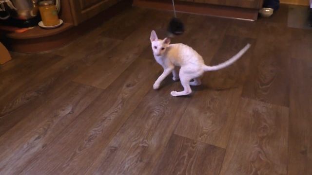 Корниш Рекс /Мальчик Белый - 4 Месяца/Породистые Котята
