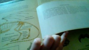 Обзор на мою книгу драконов