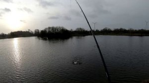 Форель на платнике.