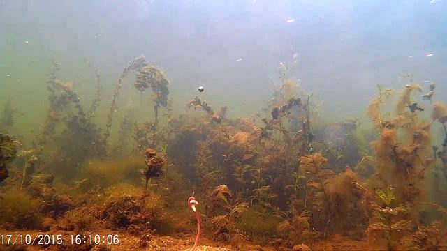 Две минуты из жизни червя или если рыбы нет, то она не клюет. 2minutes of worm"s life. смотреть онлайн