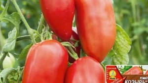 7 очень вкусных томатов от фирмы «Аэлита»