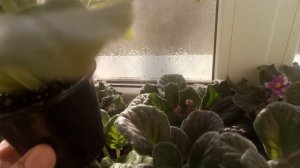 ЧТО НУЖНО ДЛЯ ШАПОЧНОГО ЦВЕТЕНИЯ ФИАЛКЕ