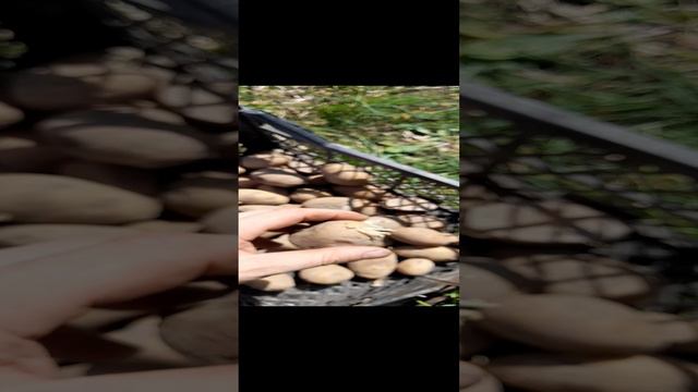 Картофель Супер элита с маркетплейса