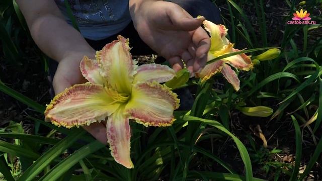 Лилейник Geneva Summer Wind. Июнь 2018 смотреть онлайн