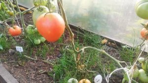 Томат сорта Орлиный Клюв обзор в теплице.