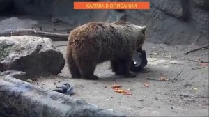 Медведь спас тонущую ворону