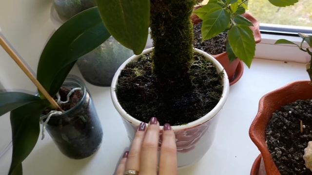 Посадка орхидей на корягу от 14.10.2018 смотреть онлайн