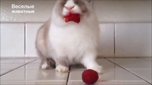 Смешные кролики 1 - Funny rabbits - Подборка приколов