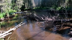 Рыбалка на ТАЕЖНОЙ речке.Ловля ХАРИУСА