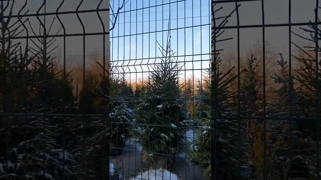 Елка новогодняя #пихтановогодняя #елкановогодняя #купитьелку
