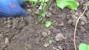 Восстановление подмёрзшего куста винограда.