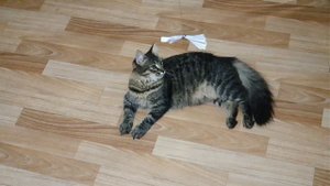 Кошка играет