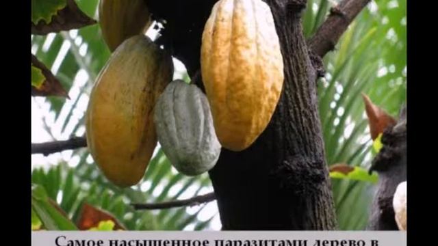 Интересные факты часть 1