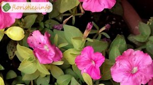 ? Посадка петунии и уход за ней