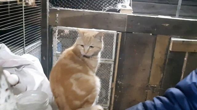 Вещаем из сарая/просим помощи/поделись видео!