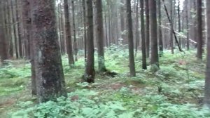 Экологическая  тропа  в  Комарово,  Ленинградская  обл.