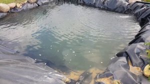 Пруд на дачном участке, своими руками. Второй день после зарыбления. Плавунец-чем страшен для рыбы.