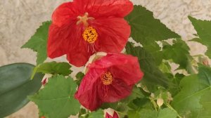 Абутилон Bella Red. Подойдёт даже начинающему цветоводу. Нюансы агротехники.