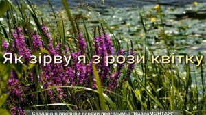 Як зірву я з рози квітку. Автентичний спів Донеччини, село Богоявленка, Мар'їнського району