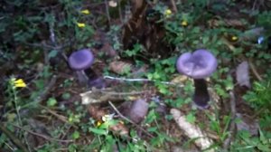 Странный гриб фиолетовый паутинник | песчаный карьер