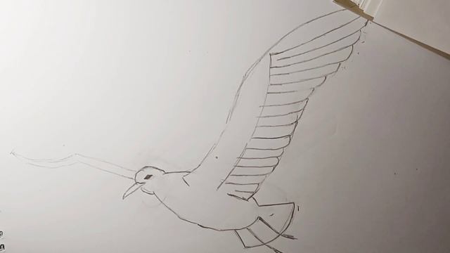 Чайка