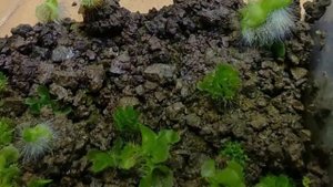 Как размножить папоротник. 3 способа успешного размножения.