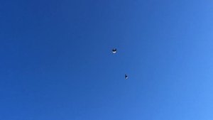 Торцовые голуби г.Россоши