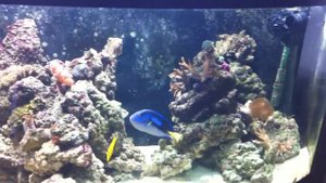 juwel vision 450/sump mini reef