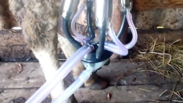 приучаем коров к доильному аппарату//первая дойка для коровы и аппарата
