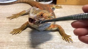 Даю лекарство Бородатой Агаме. Лечим проблемы с печенью у ящерицы.