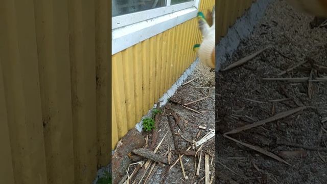 Щепарезим ??? смотреть онлайн