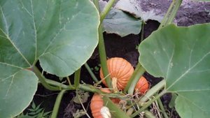 Очень ВКУСНАЯ  КУСТОВАЯ  Тыковка "УЛЫБКА" 5 августа 2019г.