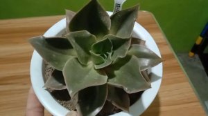 Echeveria green smile