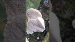 Вешенки?Грибы на старой вишне.